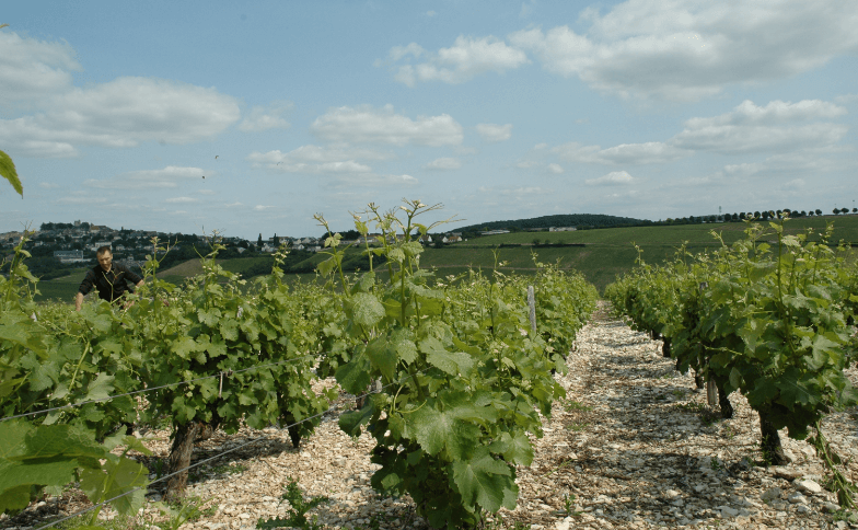 Lesimple vignes